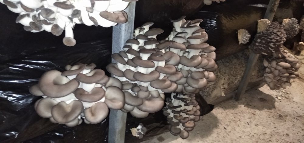 Продам грибные блоки вешенки