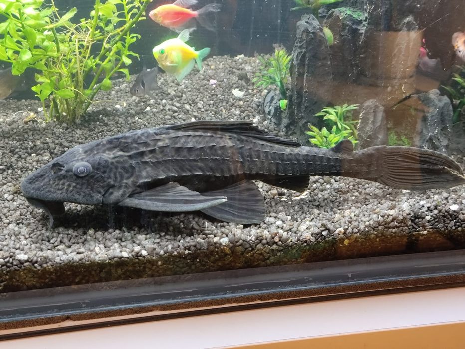 Duży zbrojnik ( glonojad )