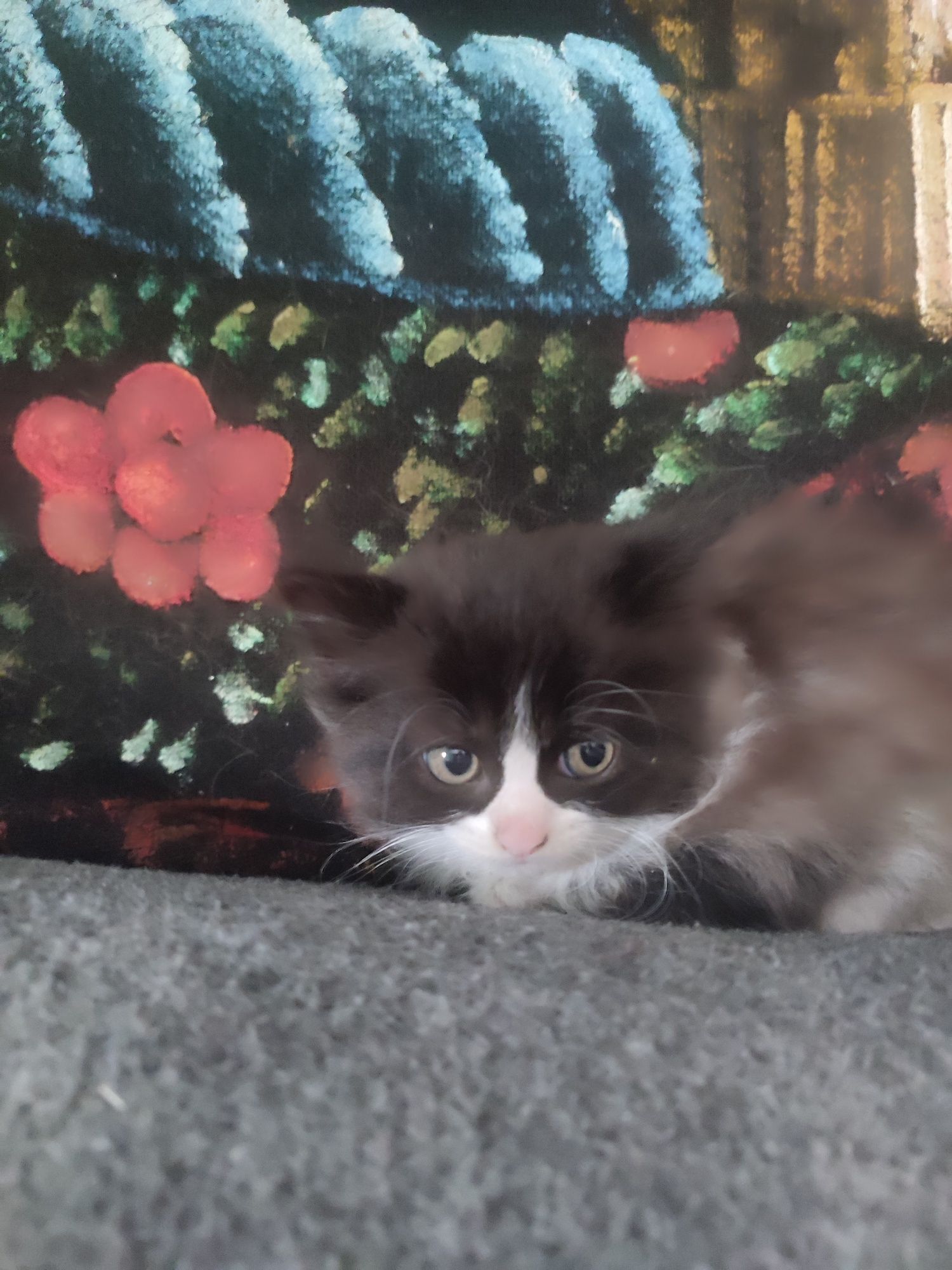 Котик,кот пушистый бесплатно