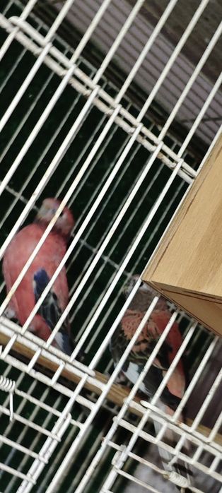 Burkes rosa + gaiola