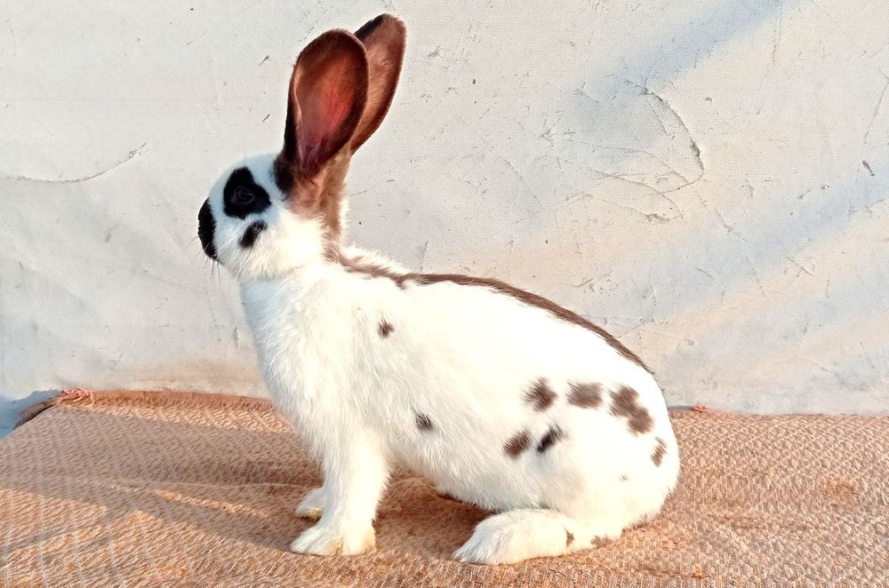 Німецький строкач гавана