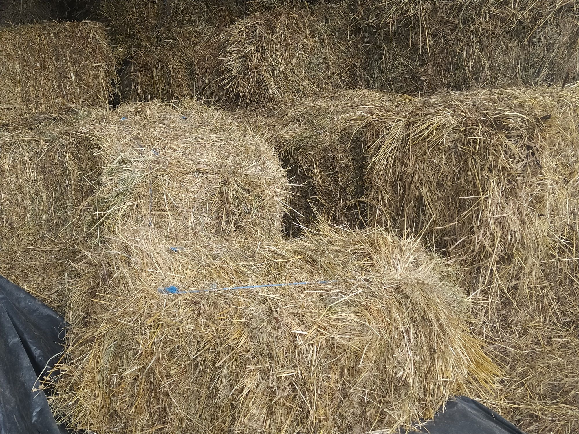 Продам сіно  в тюках