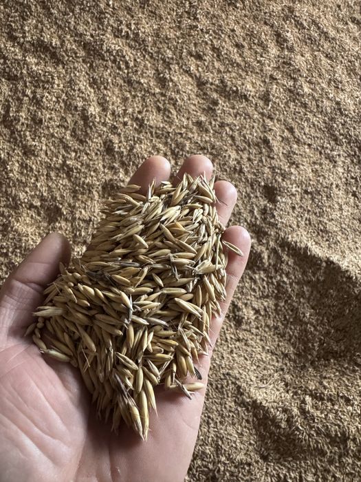 Owies jary super jakość zboże pasza 10t