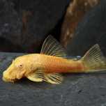 Ancistrus Albino - 3cm