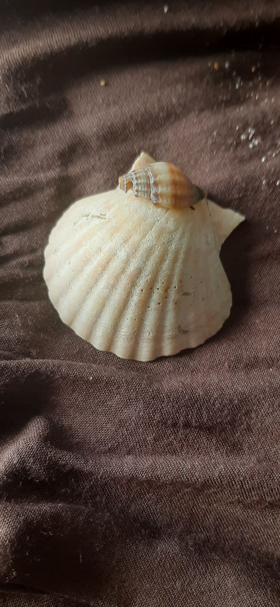 Conchas búzios decoração