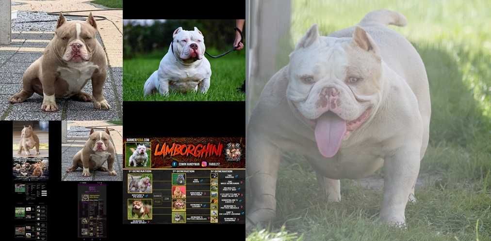 Merle Samiec American Bully ABKC Nie Amstaff