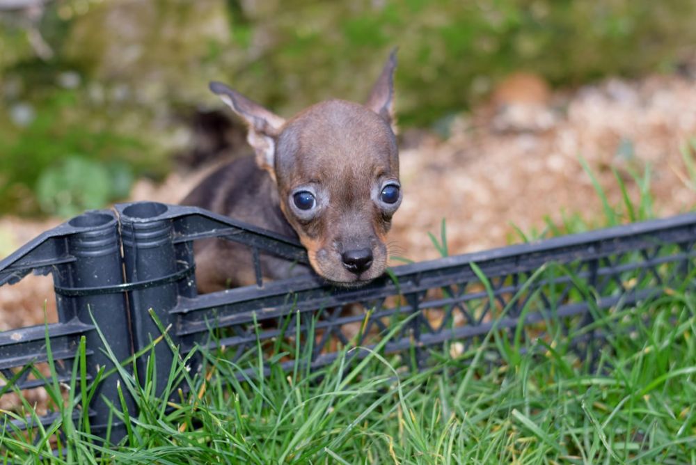 Мальчик той терьер