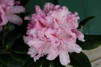 Rhododendrony -Flora Szczecin