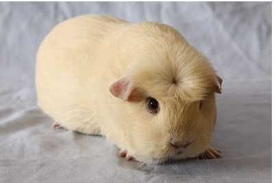 Продам  морські свинки селфи крестеди