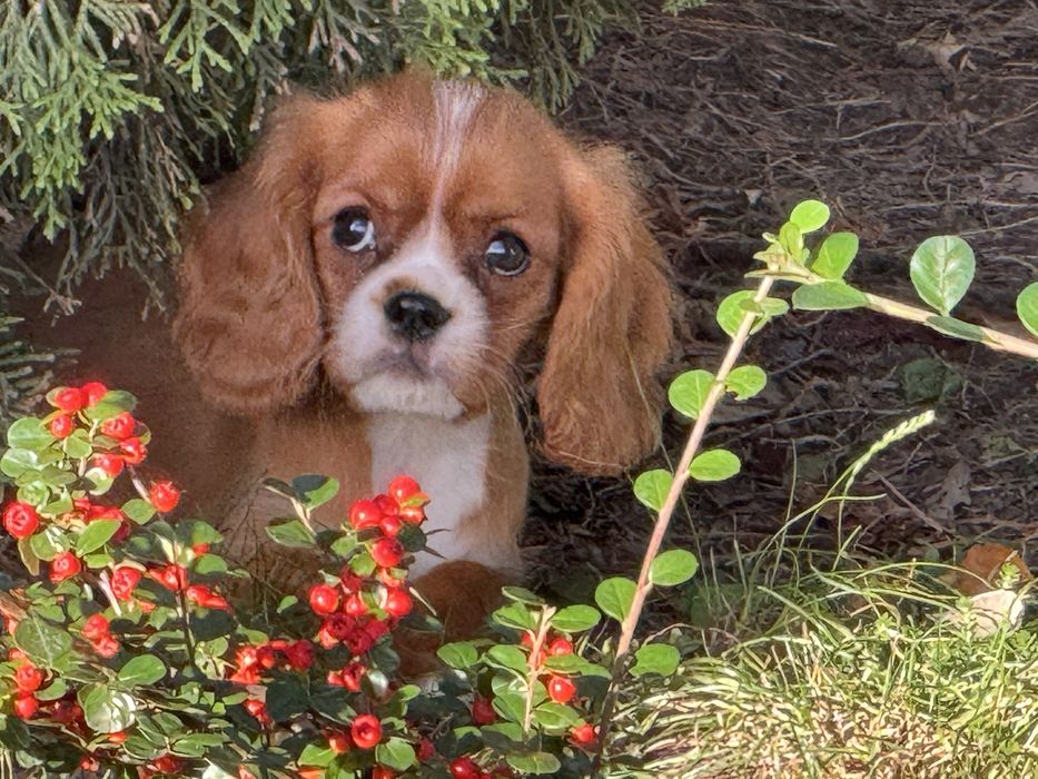 Cavalier king charles spaniel piesek szczeniak ruby z rodowodem