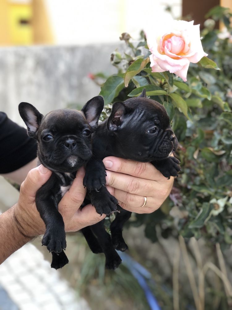 Bulldog Frances Exotico