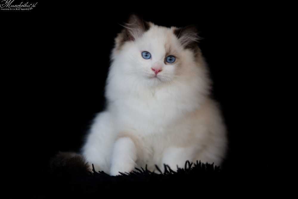Ragdoll, przepiękny kocurek seal bicolor lynx z rodowodem FPL