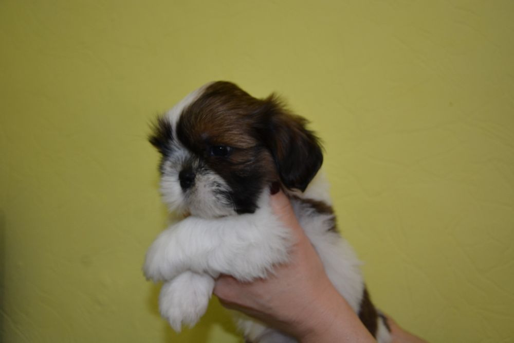 Супер хлопчик Ши-тцу цуцик