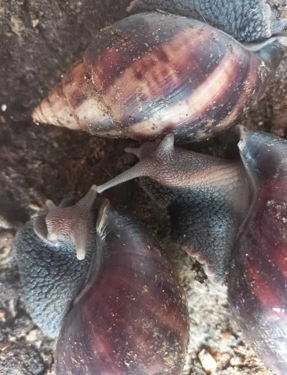 Slimak Olbrzymi Afrykański 10cm