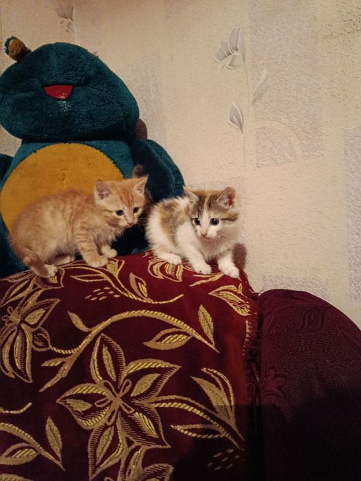 Подаруємо в дбайлі руки