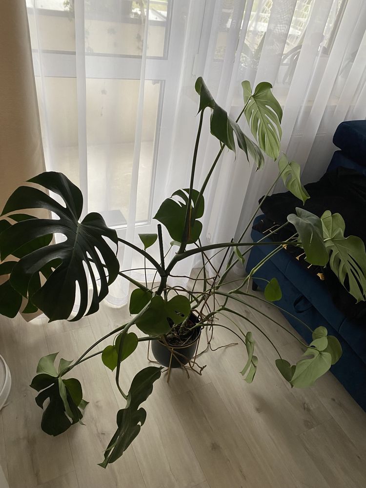 Monstera bez osłonki