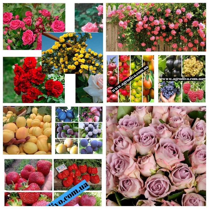 Саженцы роз, плодовые деревья, смородина, крыжовник малина, клубника