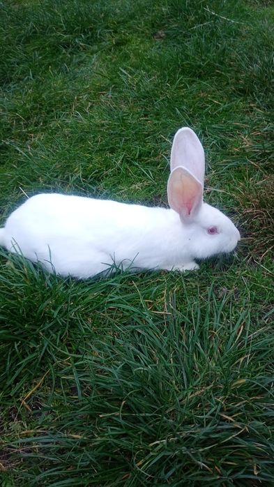 Продам кролів ..