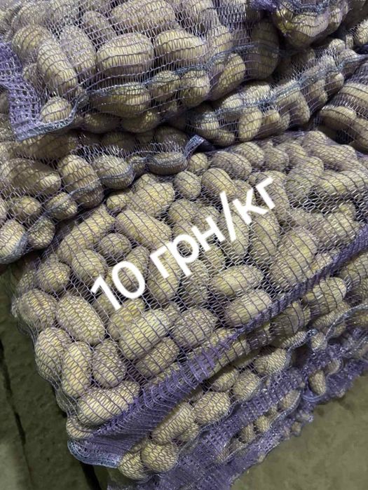 Картопля для їди (бараболя, бульба)