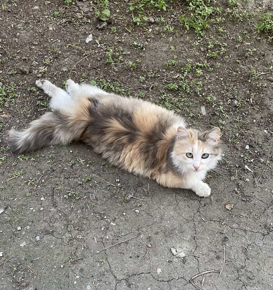 Кошка кішка безкоштовно бесплатно  кот