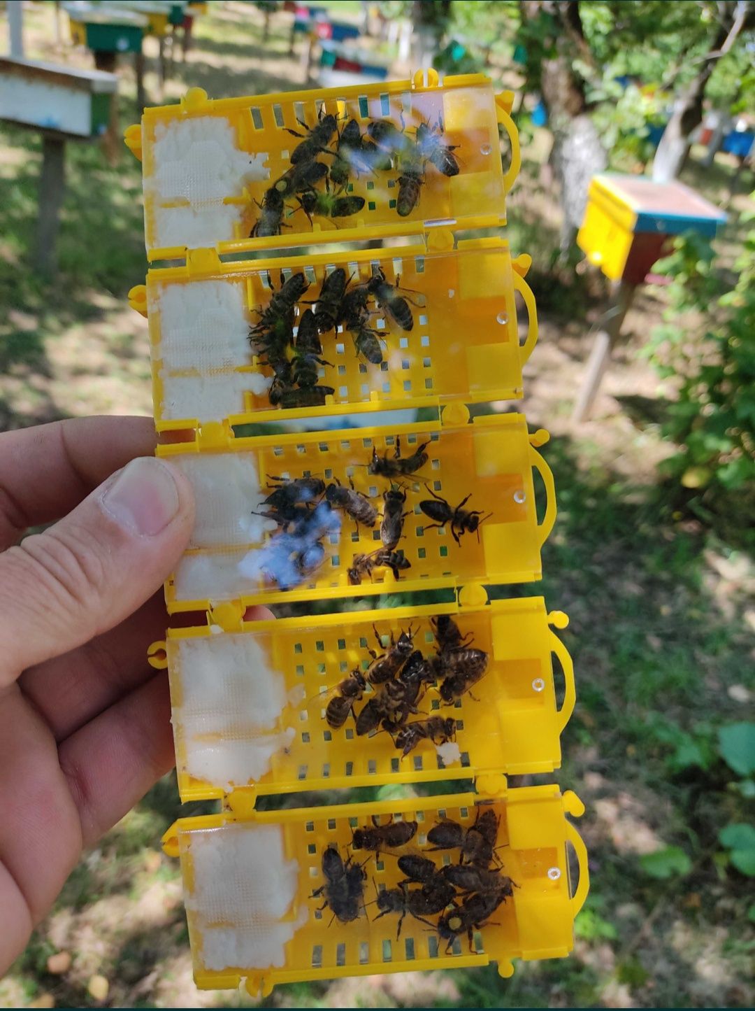 Пчеломатки Бджоломатки Карпатка 2024 бджоло матка матки