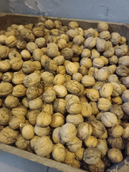 Orzechy włoskie 5kg z tego roku