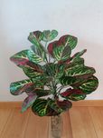 Sztuczny kwiat kalatea duża 60 cm