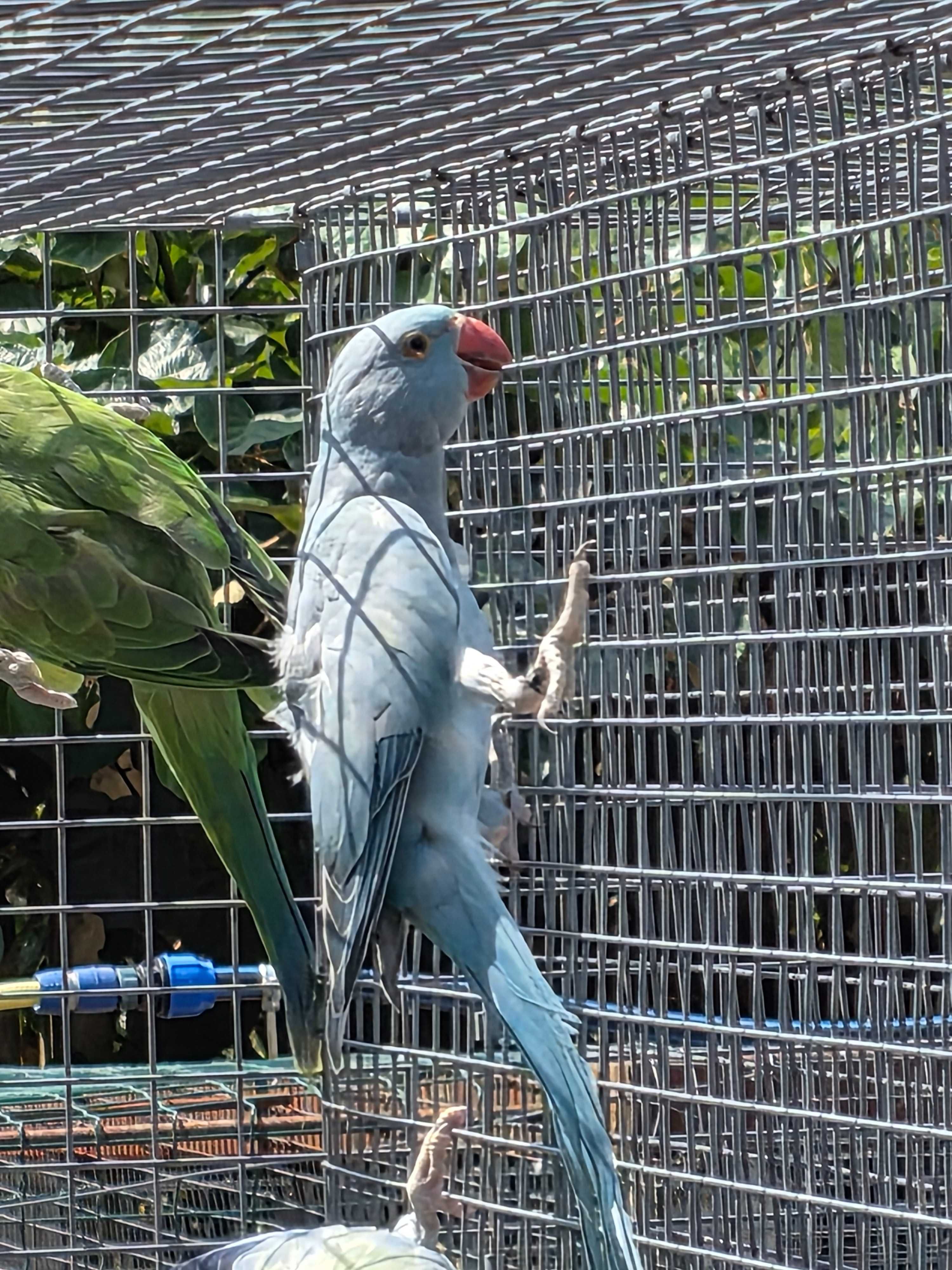 ring necks variados