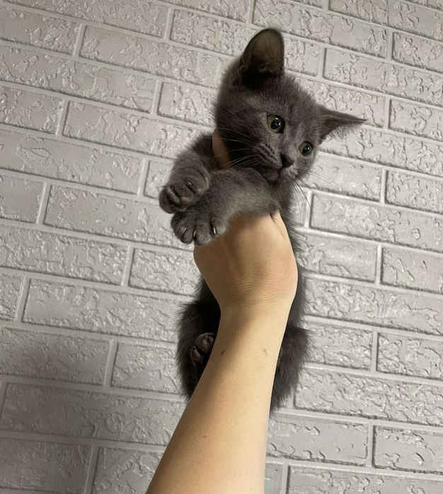 Британские котята