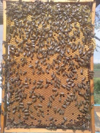 Продам бджолопакети 4 рр без хвороб та антибіотиків