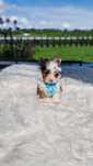 *EGZOTYCZNY mini* Blueberry z  2 NIEBIESKIE oczy! Yorkshire Terrier