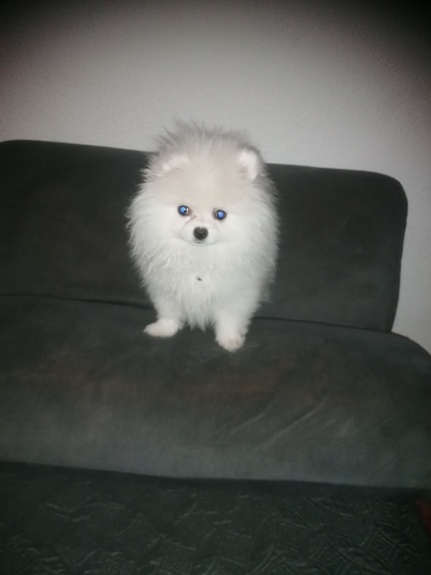 Spitz anão lulu da pomerania mini