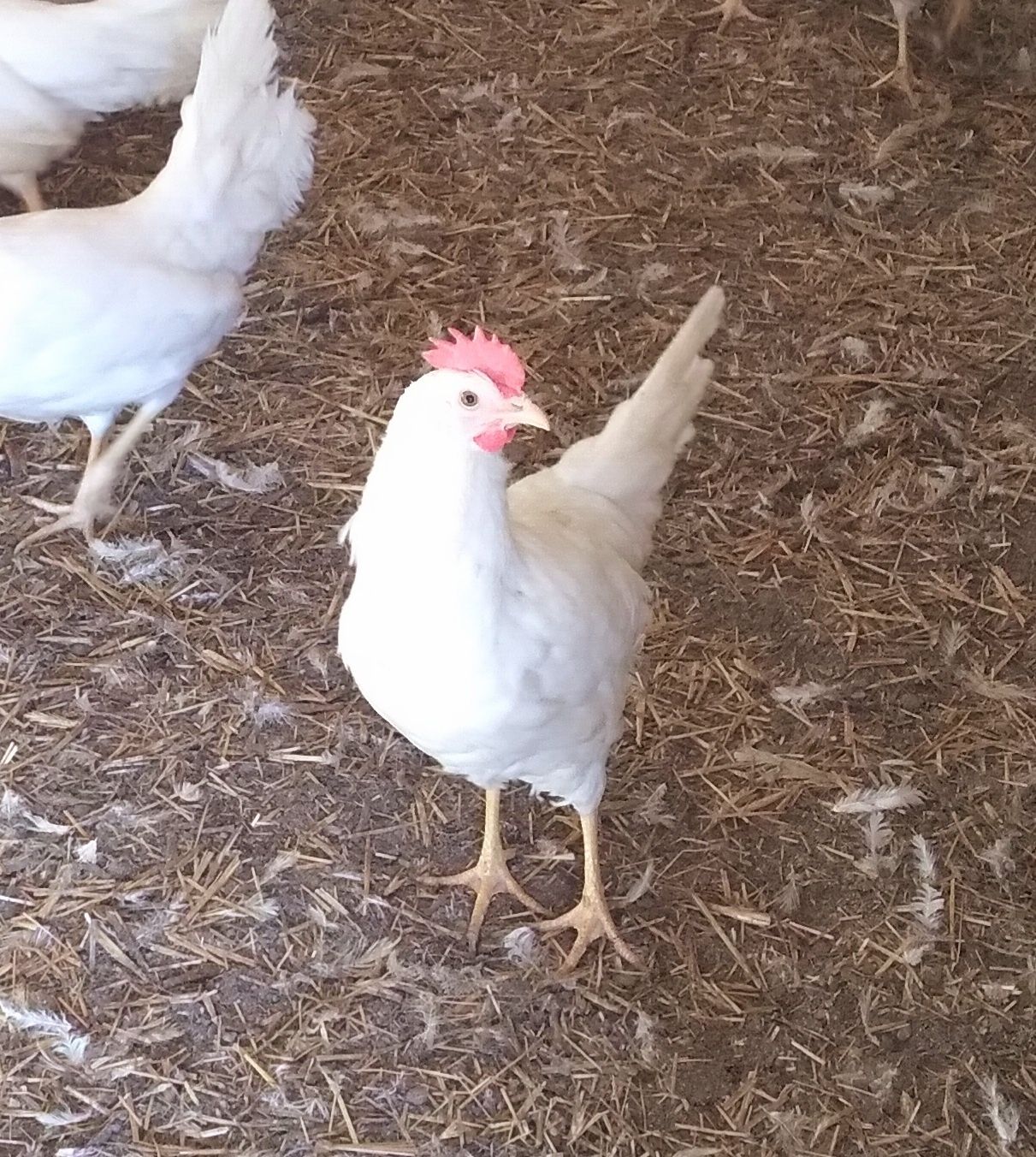 Kury Nioski Leghorn 23 tyg Leghorny