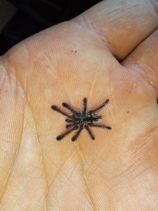 Sprzedam ptaszniki maluchy Avicularia purpurea L3!