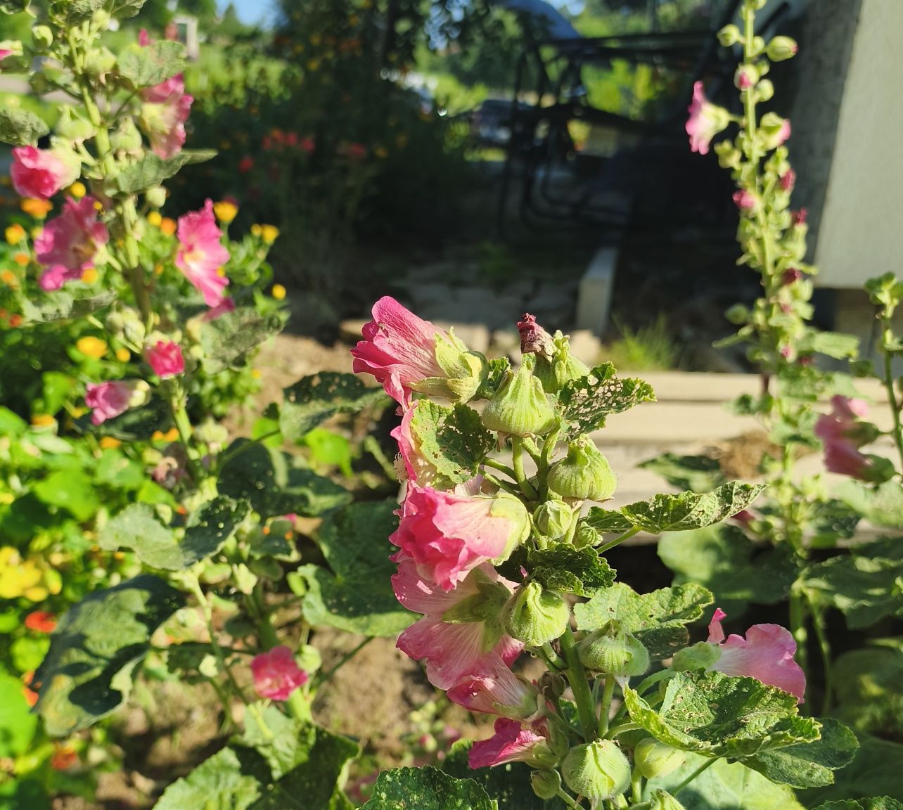 Malwa sadzonki 5 sztuk