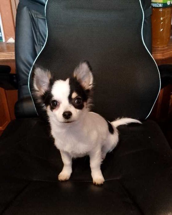 Chihuahua chłopiec długowłosy komplet szczepień