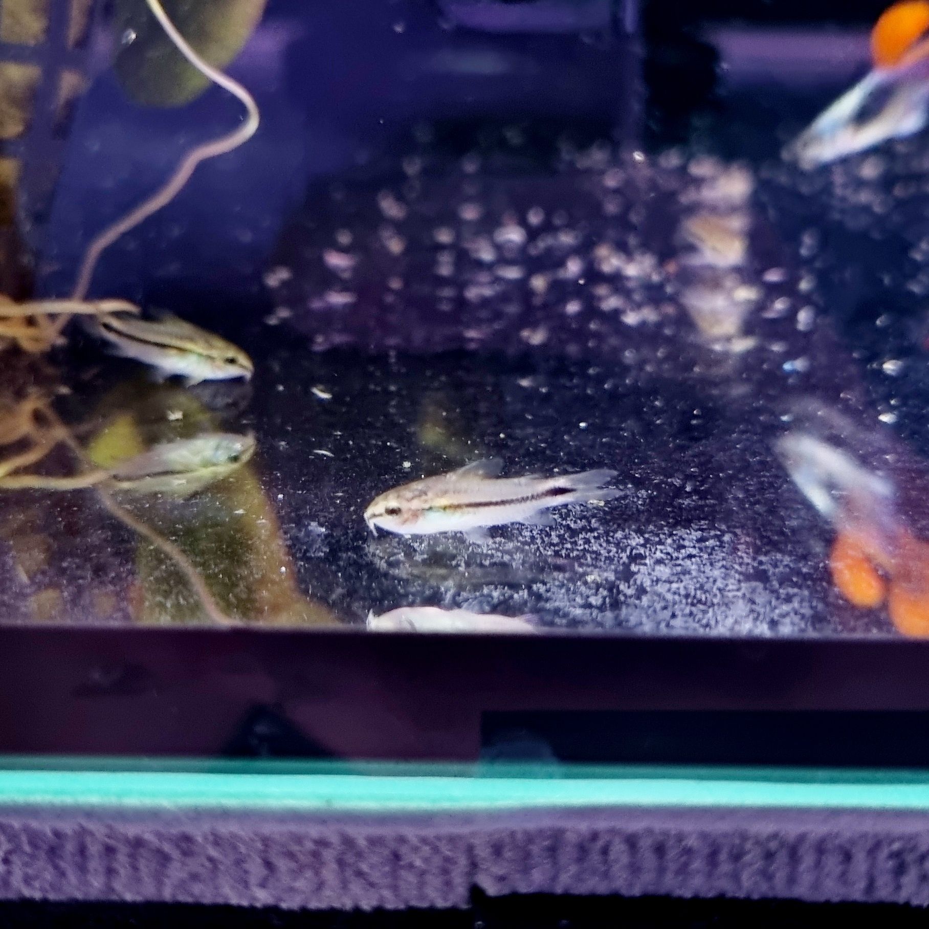Kirysek pigmej (Corydoras pygmaeus)