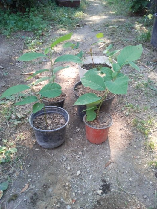 Abacateiros em vaso