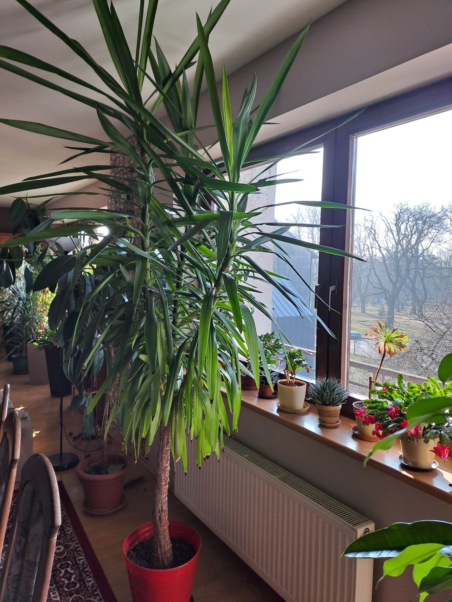 Juka wysokość 2.70 m