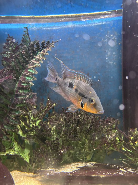 Peixe boca de fogo macho 8cm (Firemouth/Thorichthys meeki)