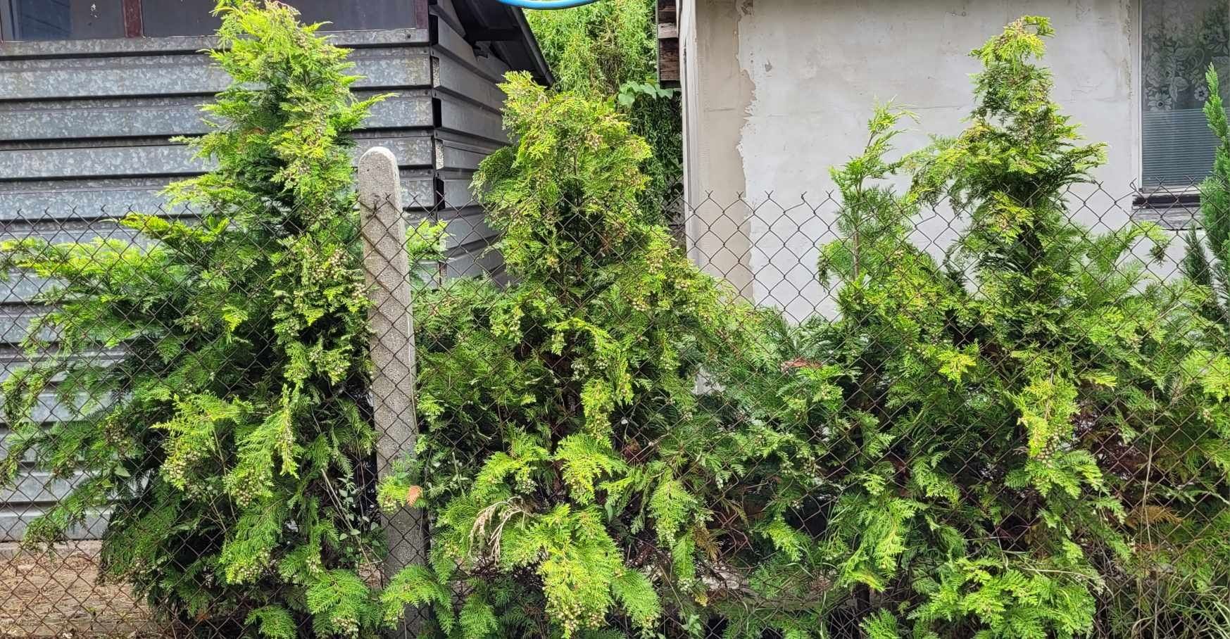 Thuja szmaragd i inne 200cm
