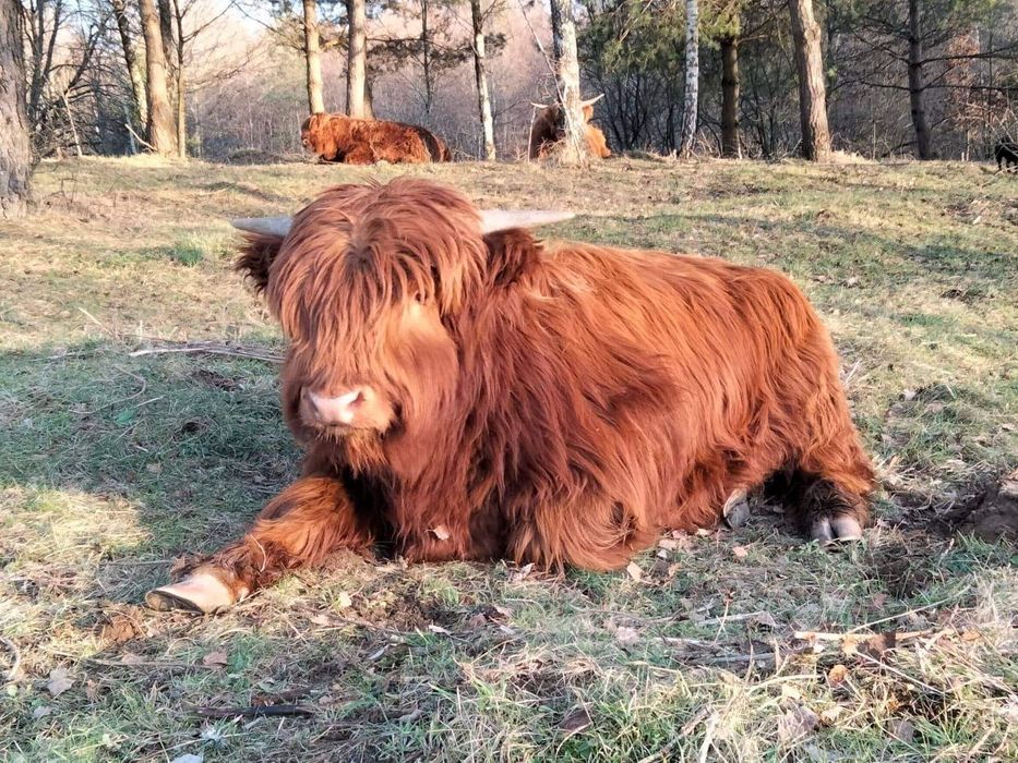 Byczki szkockie, w ciągłej sprzedaży Hingland Cattle