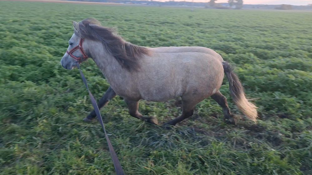 Klacz kuca  4 lata paszport