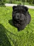 Chow Chow Piękna Suczka!!