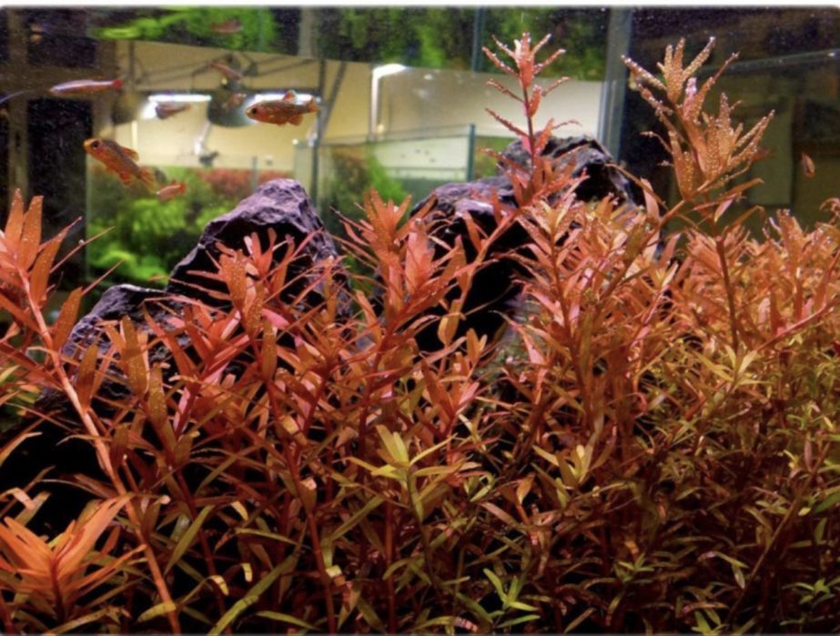 Rosliny akwariowe