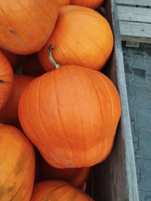 Dynia halloween odsort/nie wybarwiona krzywa 3 t
