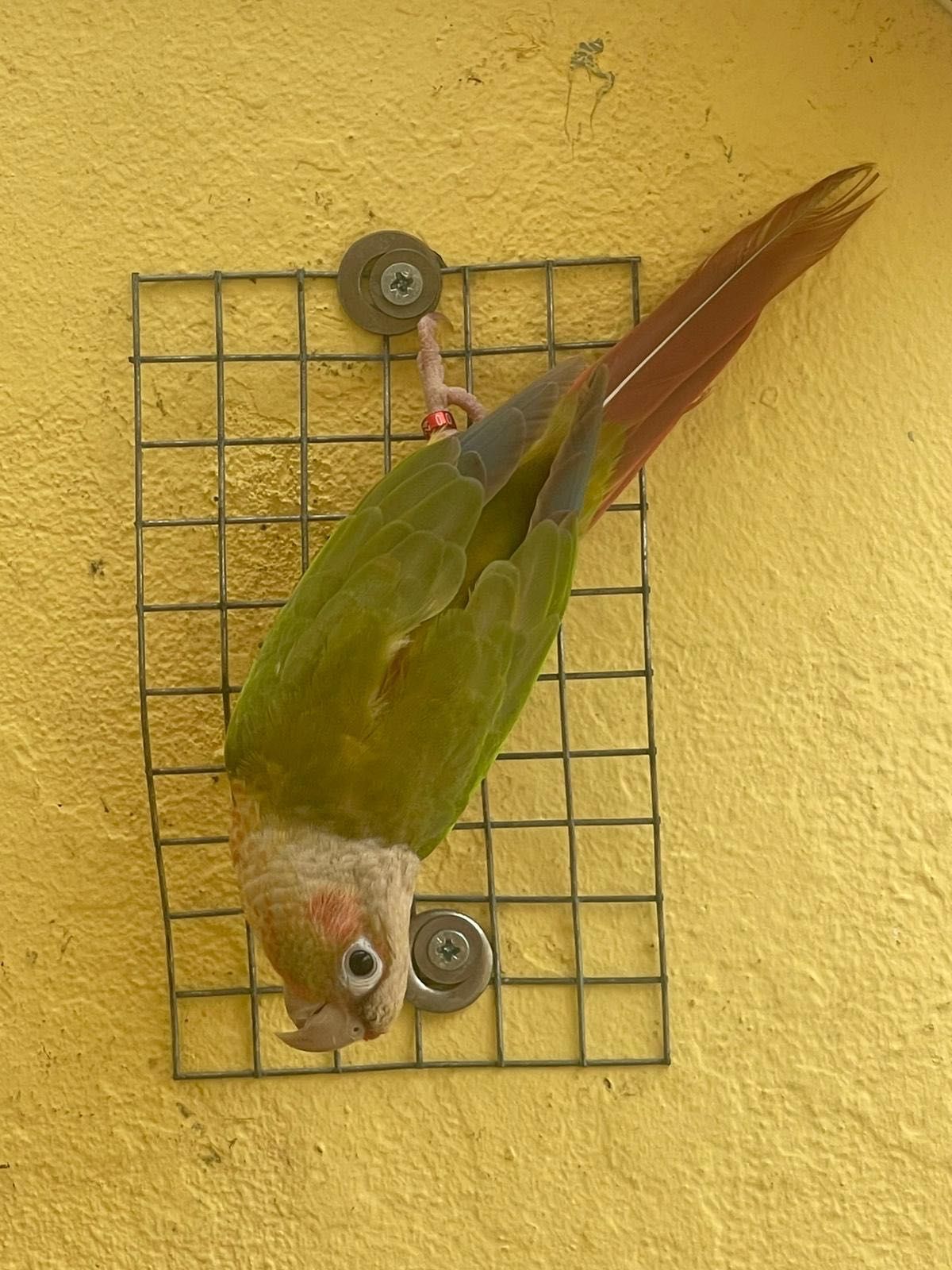 Troco lote de 21 aves reprodutoras/casais