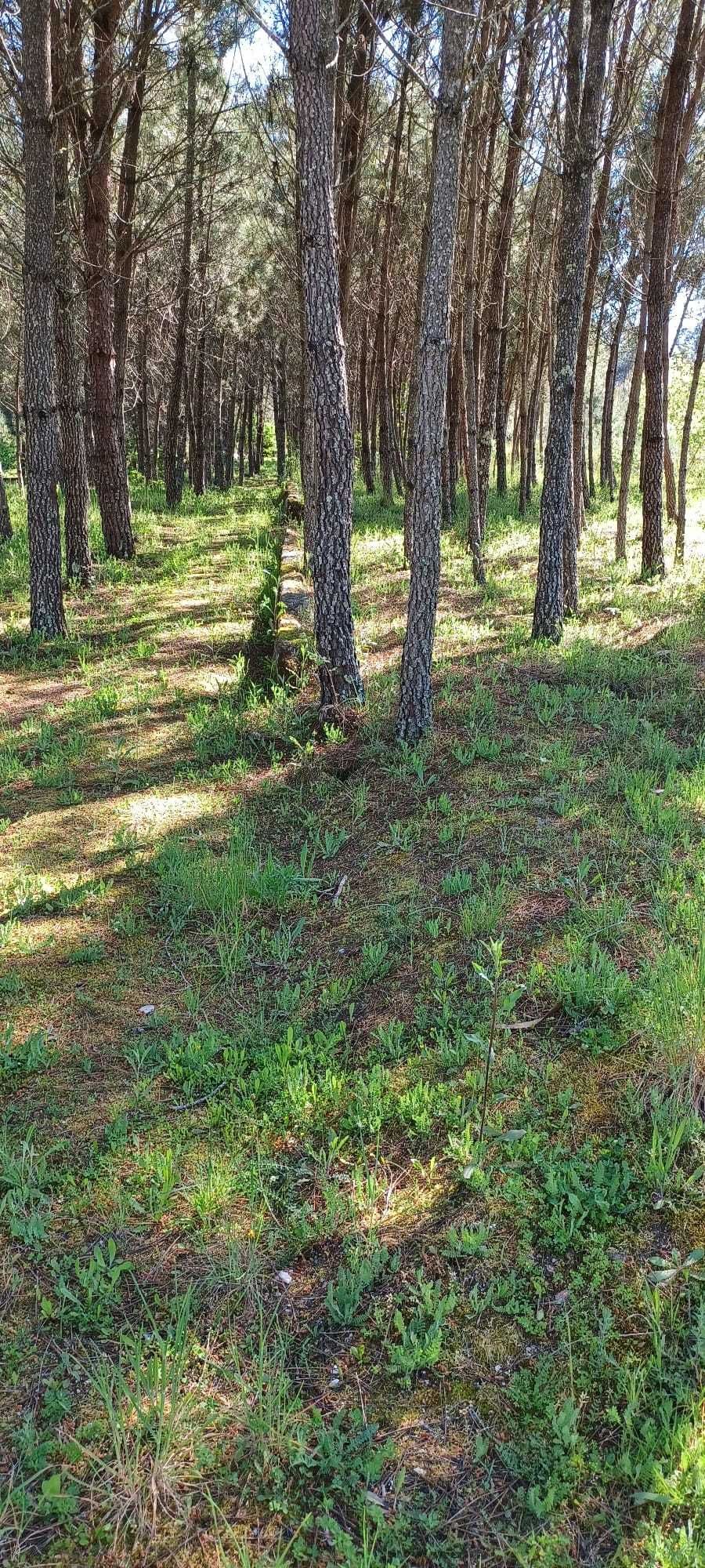 Quinta + Mata com vista para a Serra da Estrela