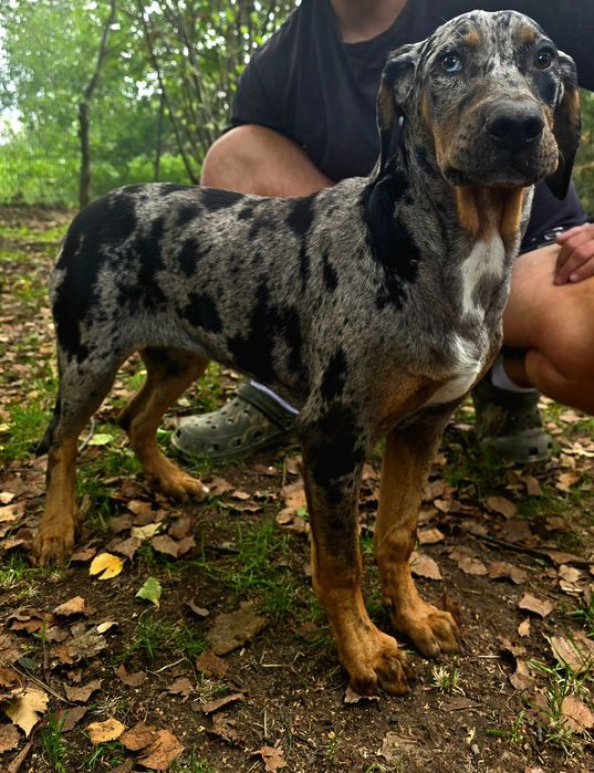 Catahoula luizjana leopard dog