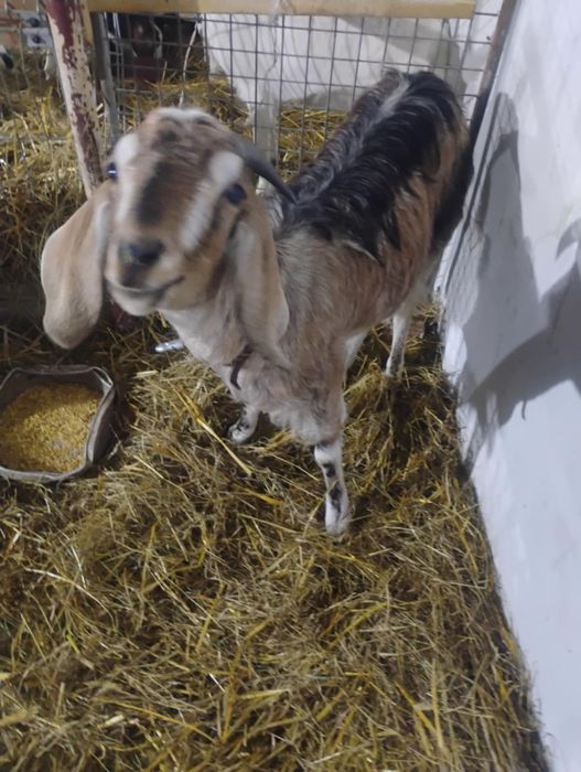 Sprzedam   zakocone kozy